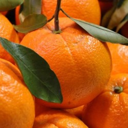 Naranjas maquina exprimidora 15 kg.